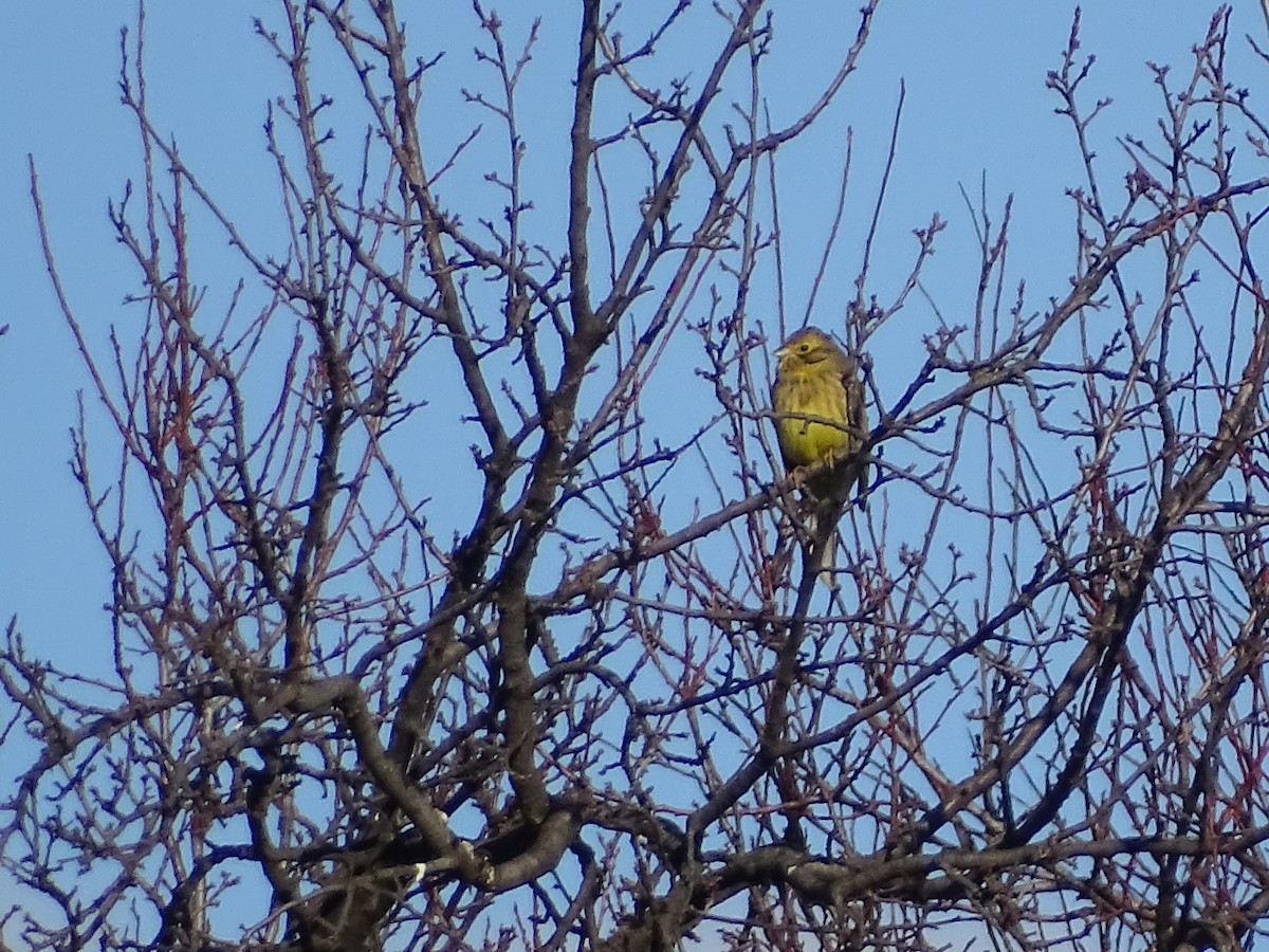 Yellowhammer - ML646845380