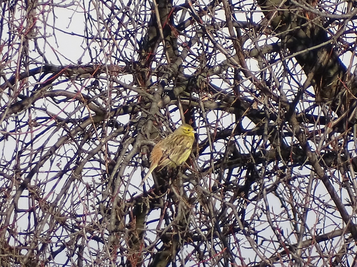 Yellowhammer - ML646845381