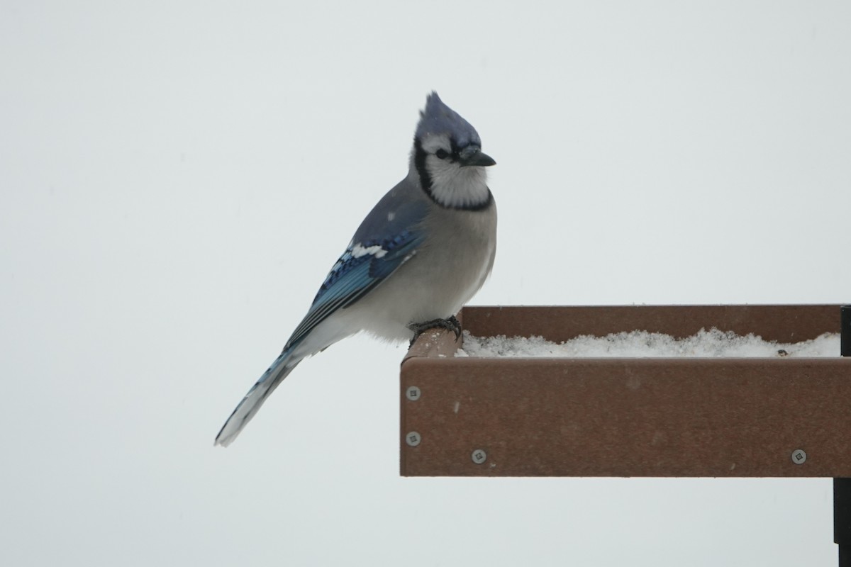 Blue Jay - ML646845384