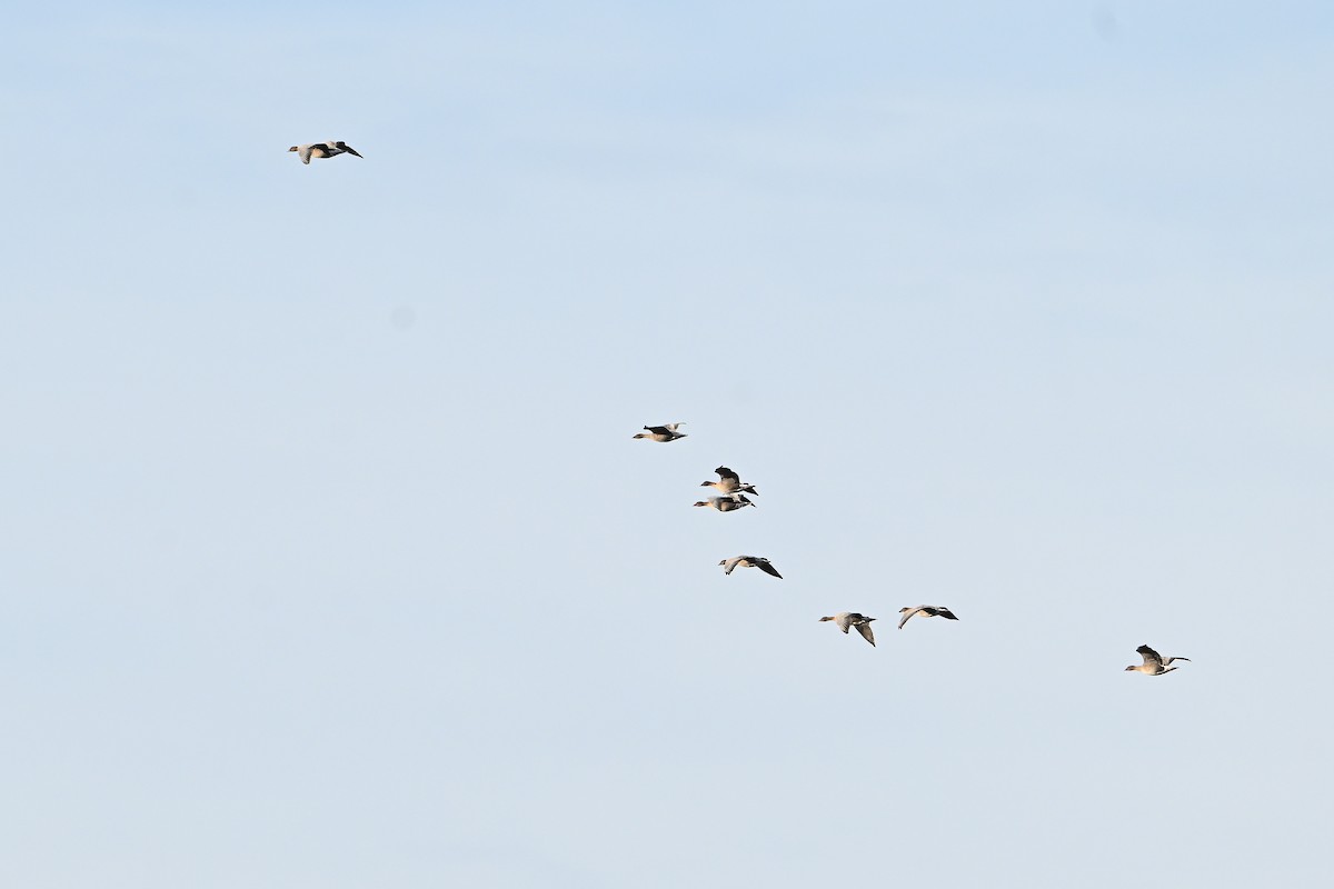 Pink-footed Goose - ML646845386