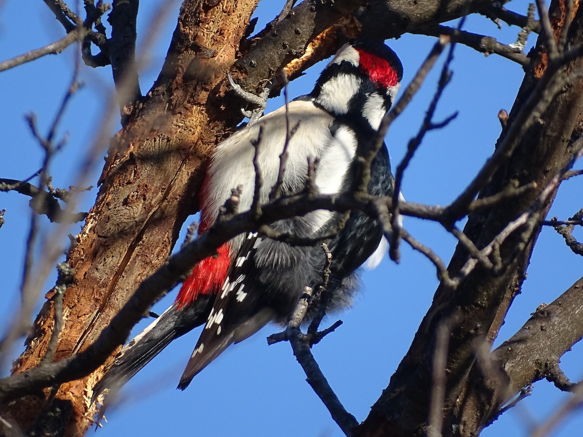 Great Spotted Woodpecker - ML646845393