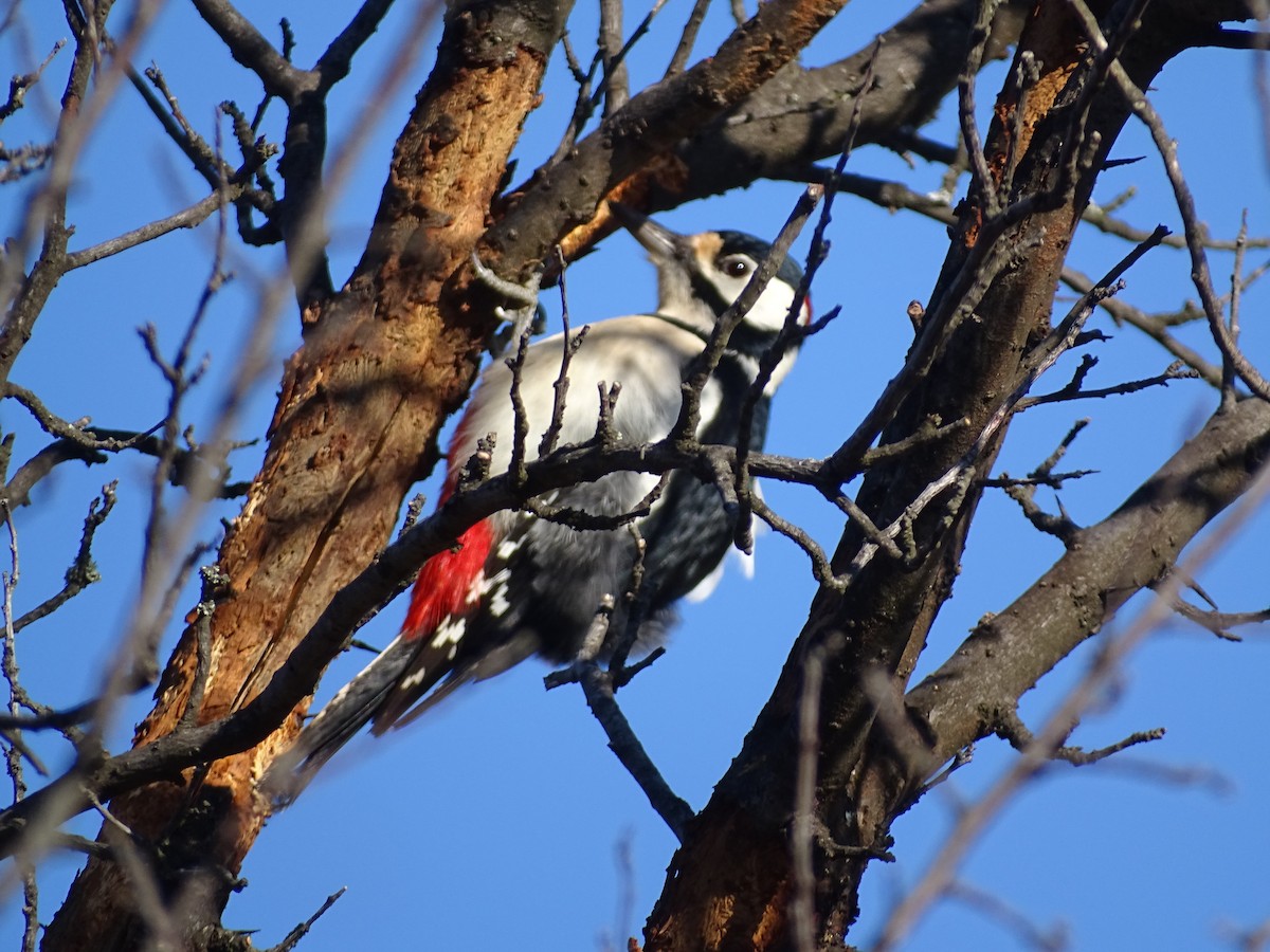 Great Spotted Woodpecker - ML646845394