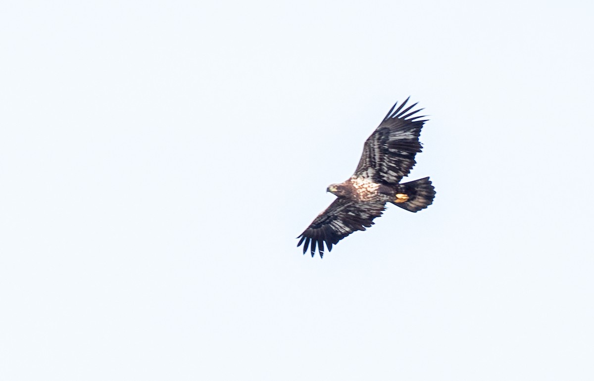 Ak Başlı Kartal - ML646845396