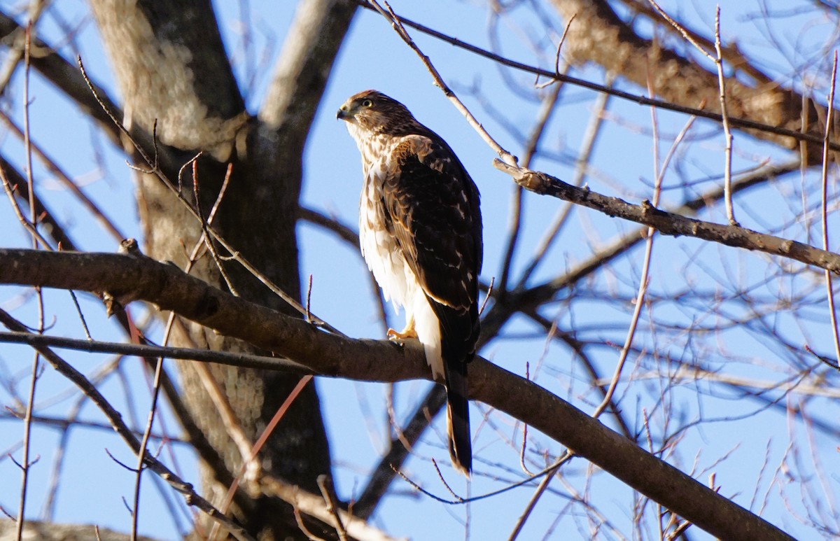 Cooper's Hawk - ML646845397
