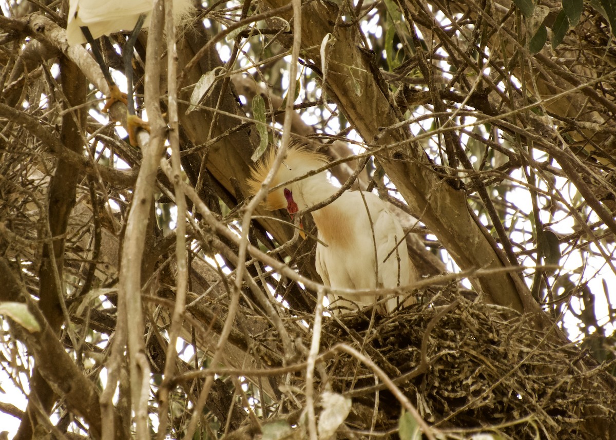 Schmuckreiher - ML646845398