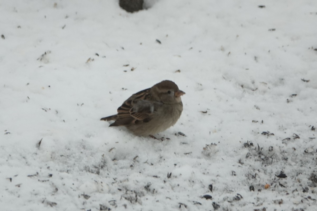House Sparrow - ML646845399