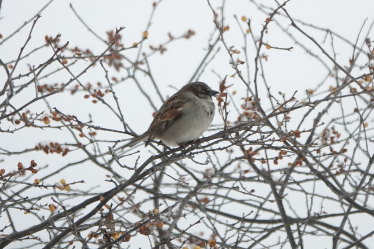 House Sparrow - ML646845400