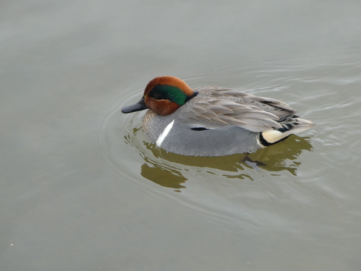 Green-winged Teal - ML646845401