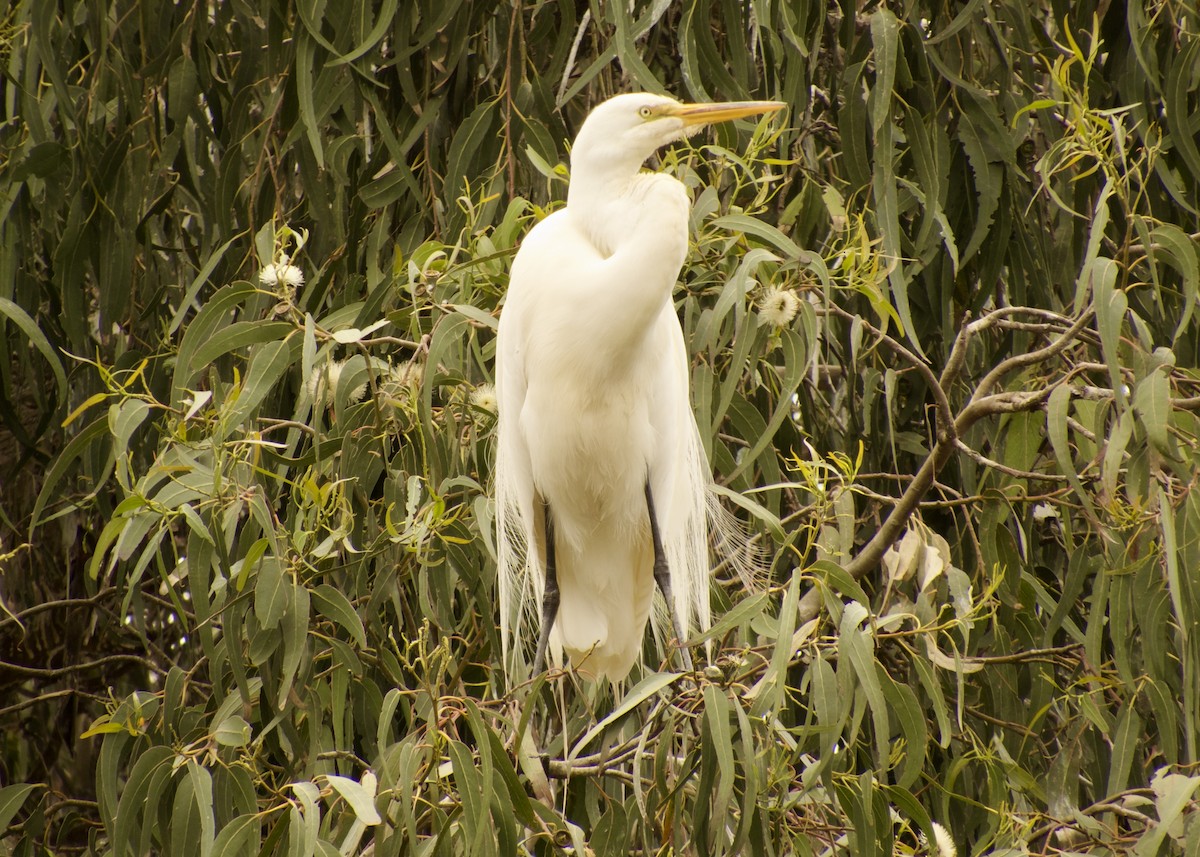 Koartza zuria - ML646845405