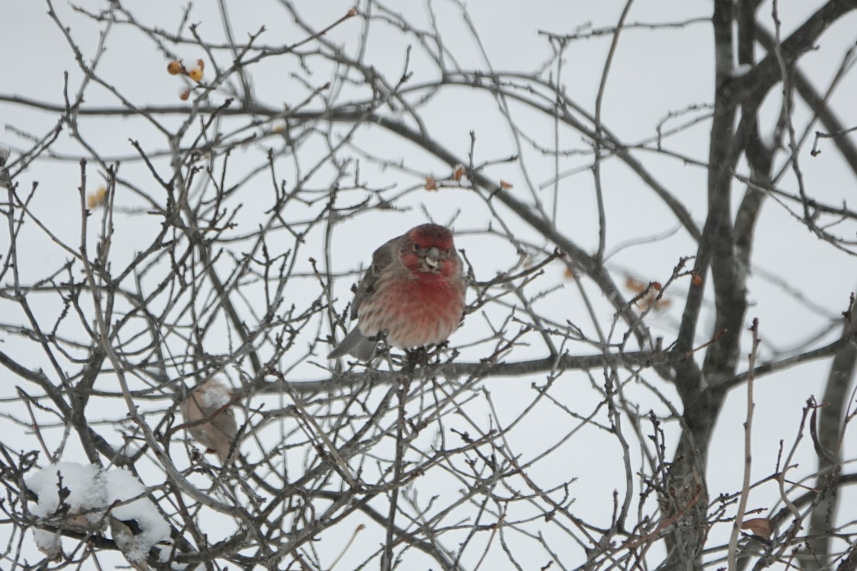 House Finch - ML646845407
