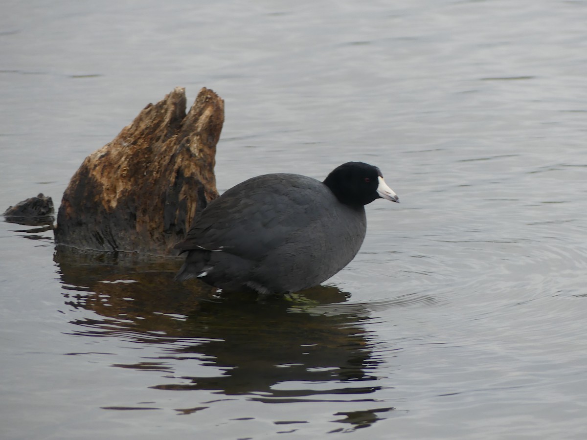 American Coot - ML646845408