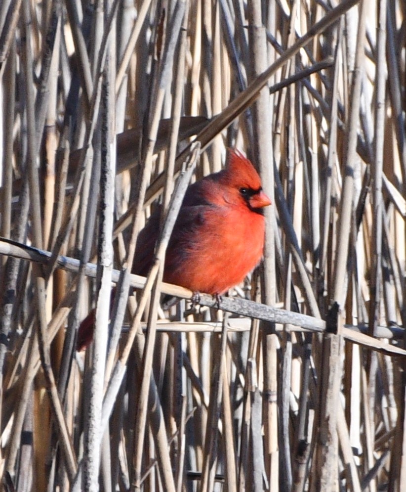 Kardinal arrunta - ML646845409