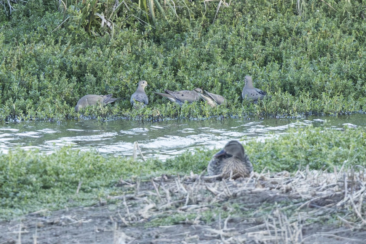 ナゲキバト - ML646845410