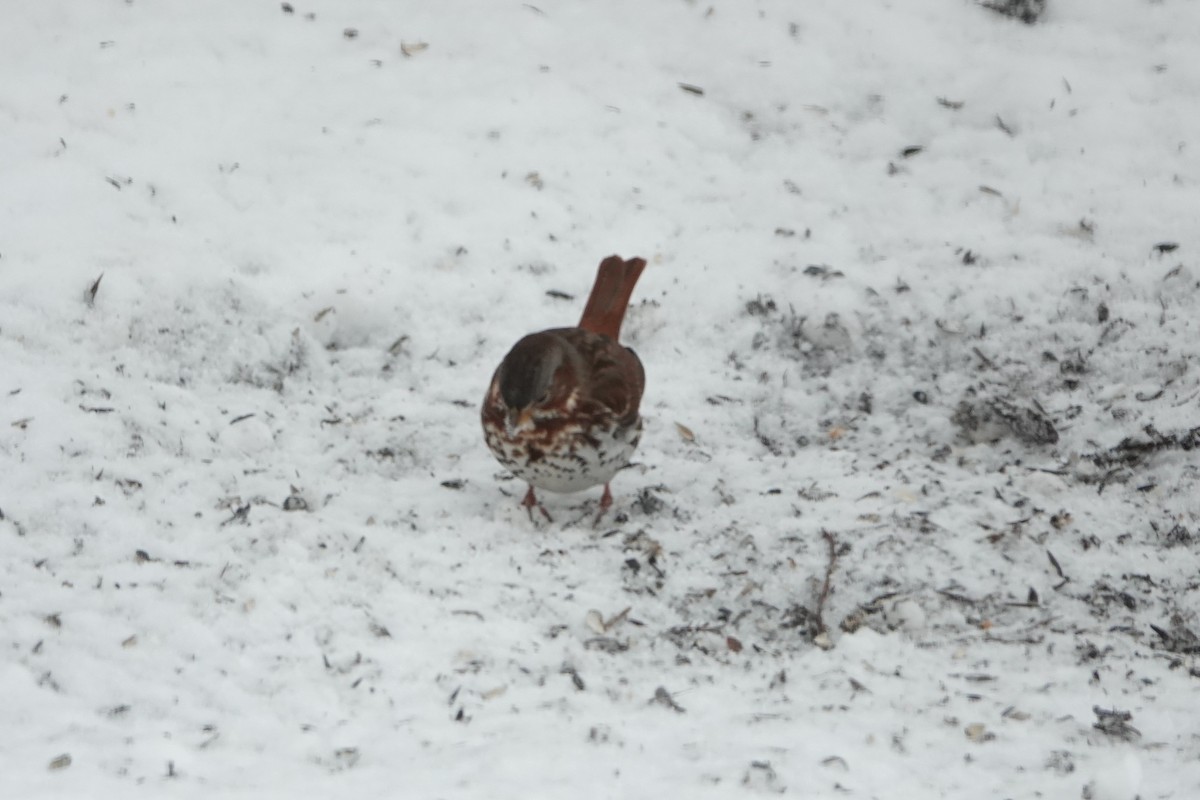 Fox Sparrow - ML646845416
