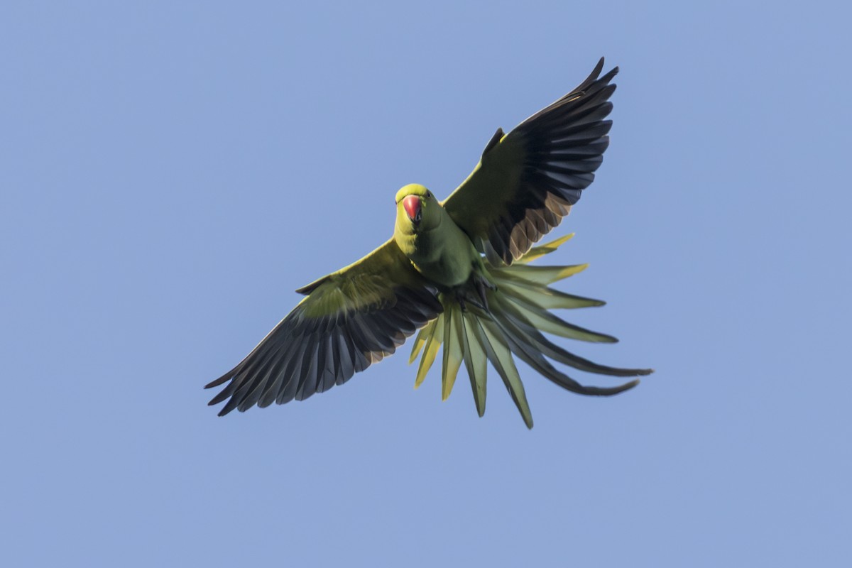 Rose-ringed Parakeet - ML646845419