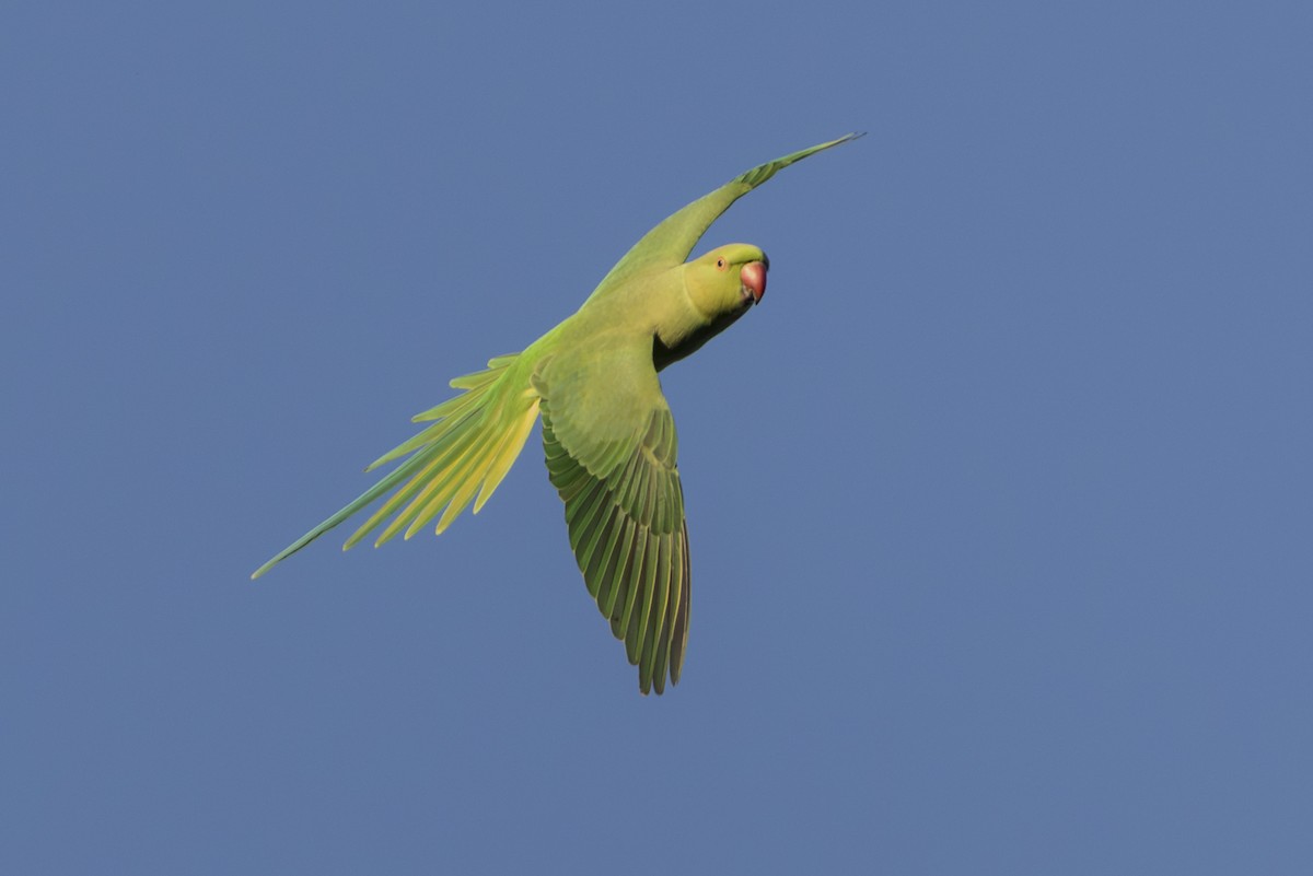 Rose-ringed Parakeet - ML646845420