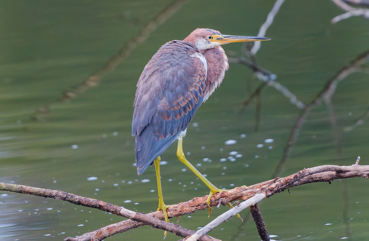 prakthegre - ML646845421