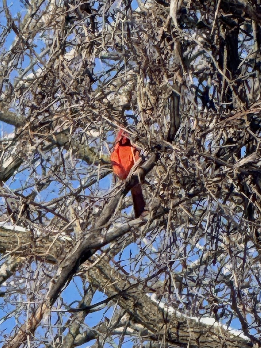 rødkardinal - ML646845424