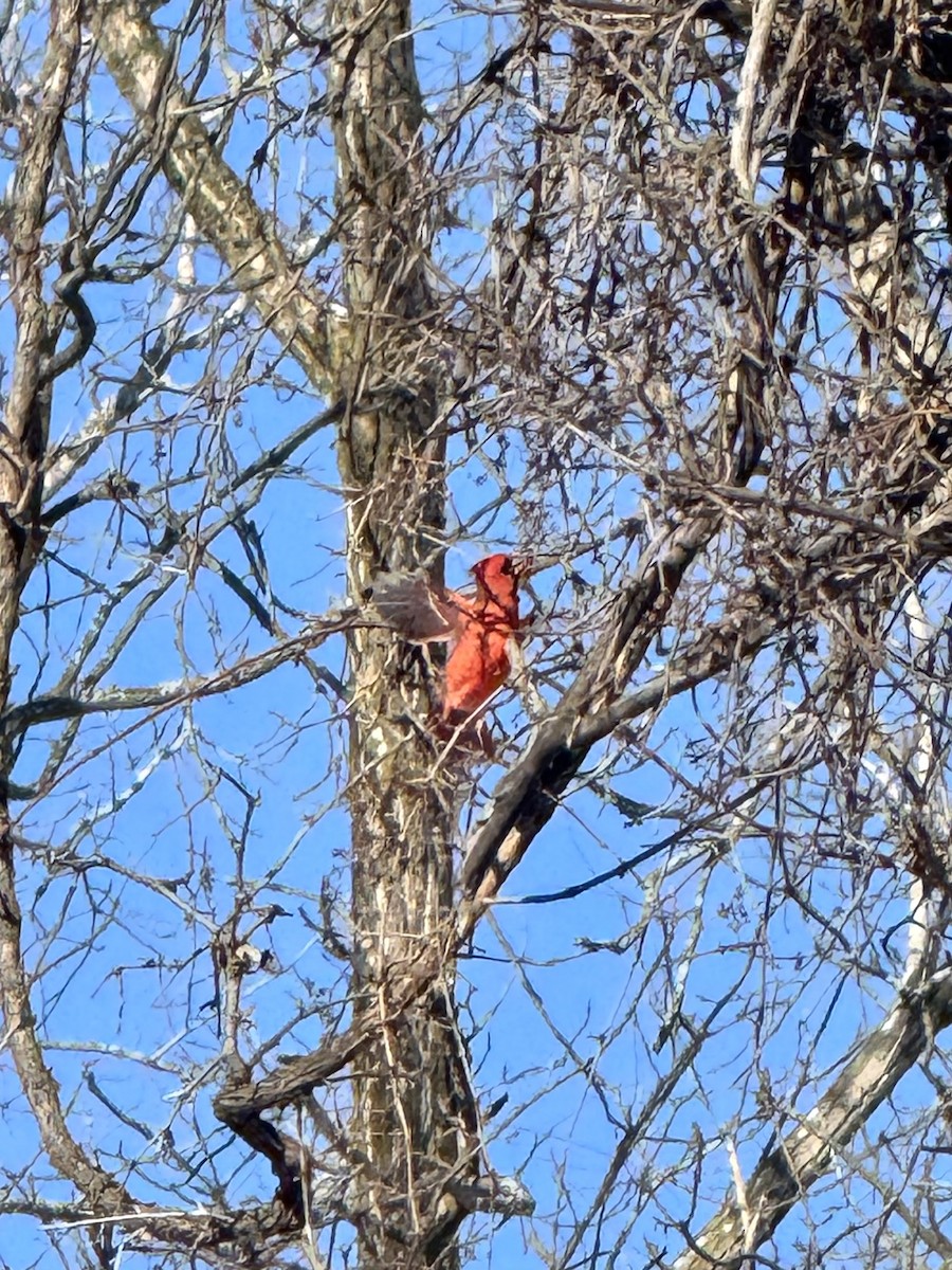 rødkardinal - ML646845425