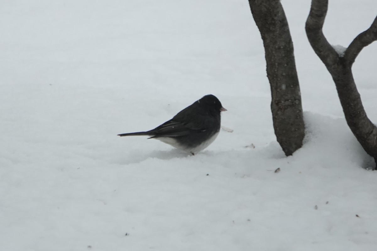 vinterjunko - ML646845426