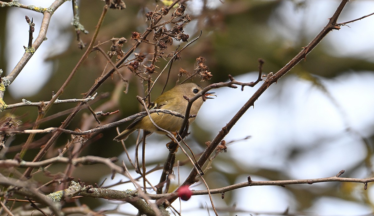 fuglekonge - ML646845427