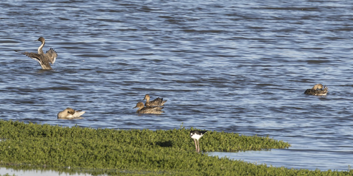 stjertand - ML646845428