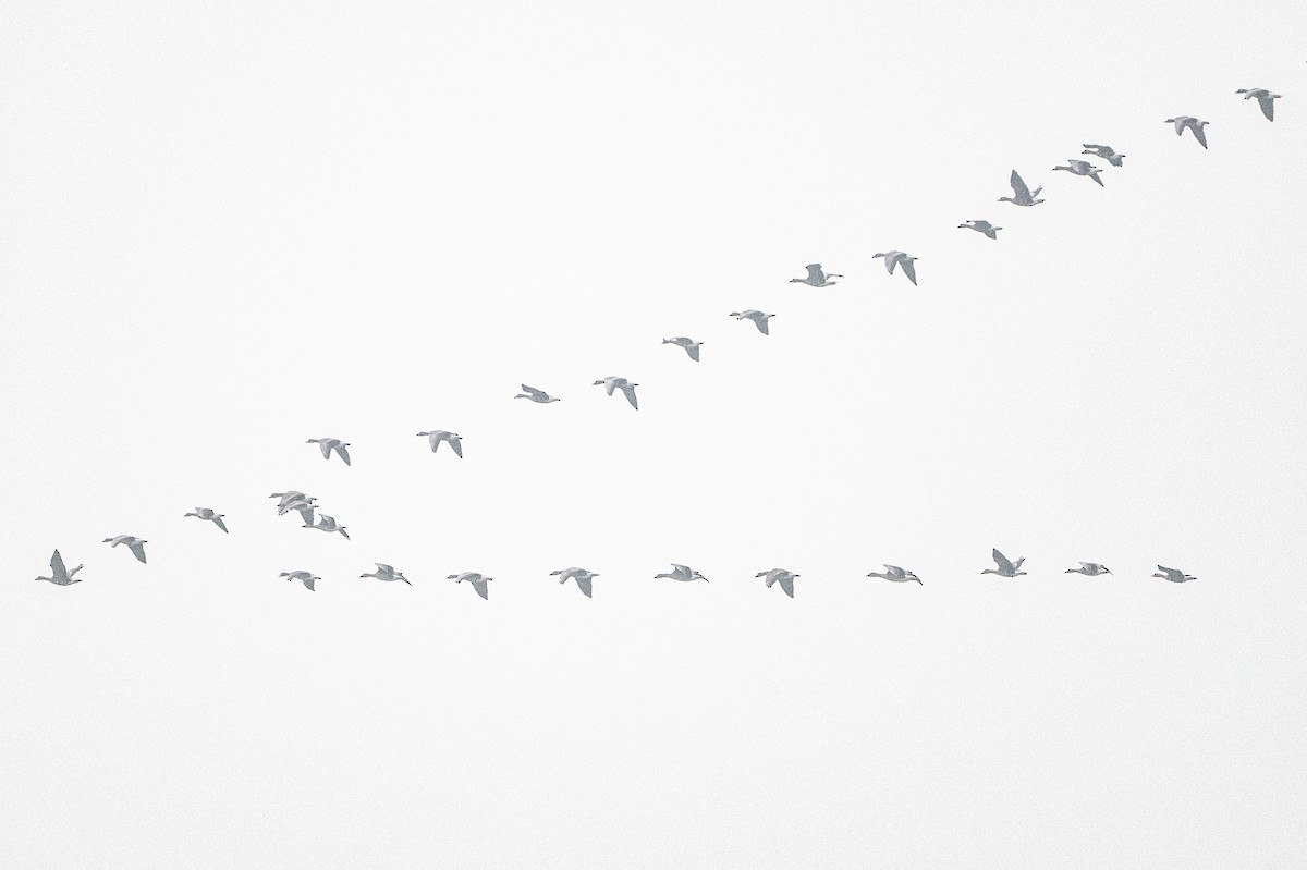 tundragås - ML646845429