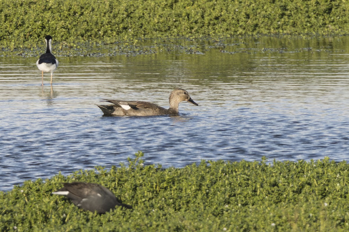 snadderand - ML646845430