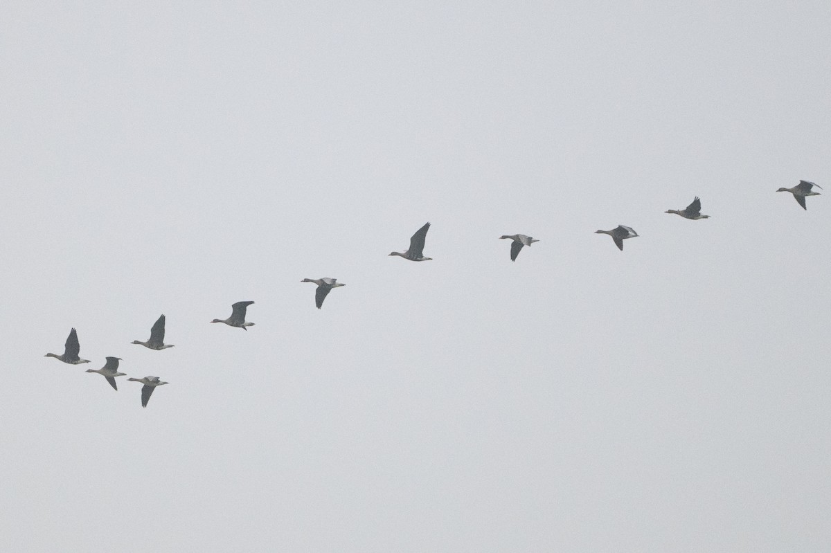 tundragås - ML646845431