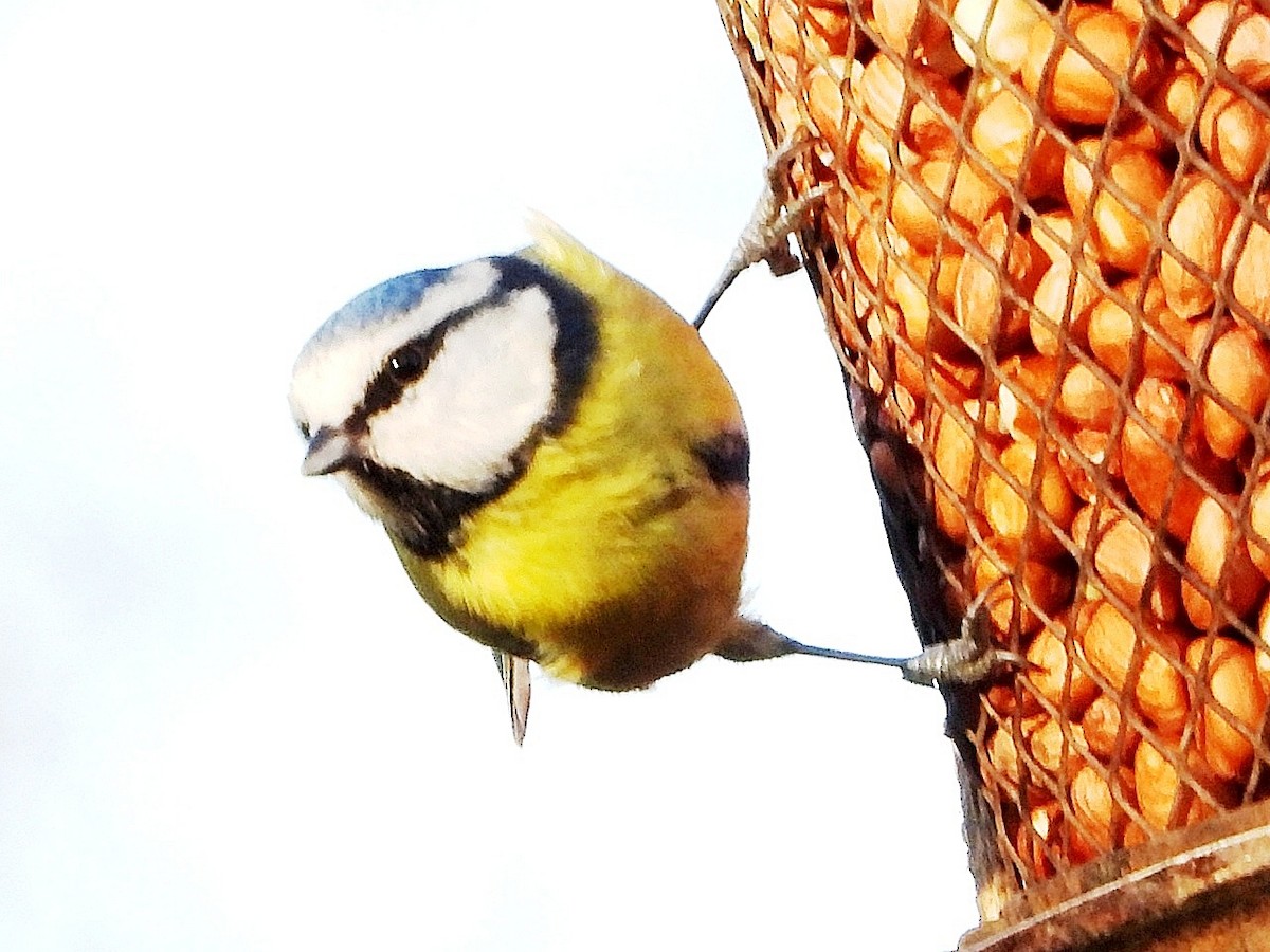 blåmeis - ML646845435