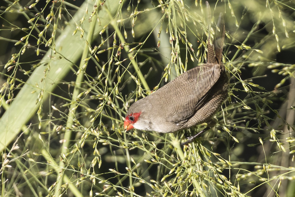 vatreastrild - ML646845438