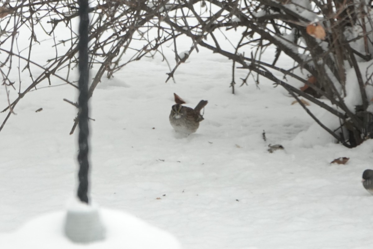 hvitstrupespurv - ML646845440