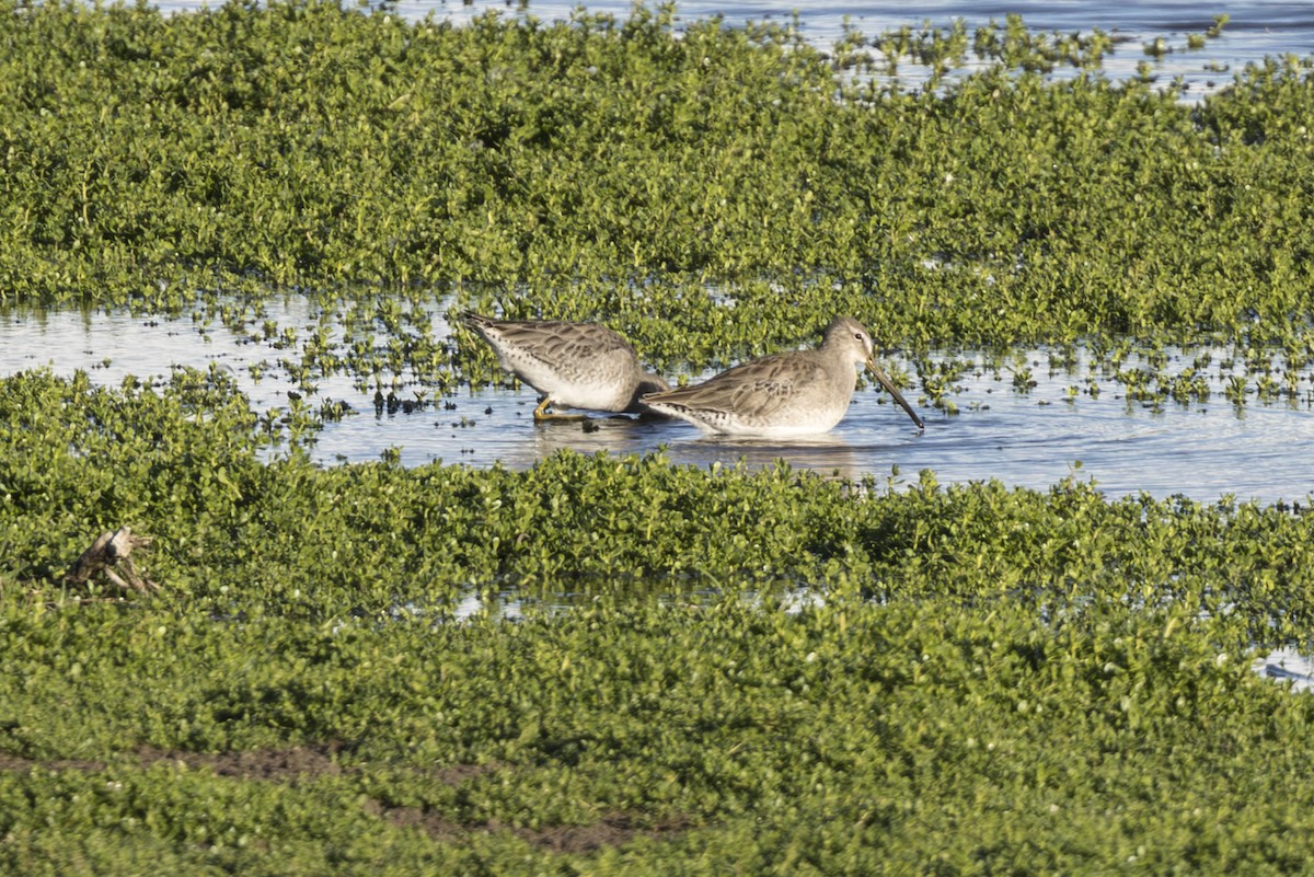 langnebbekkasinsnipe - ML646845441