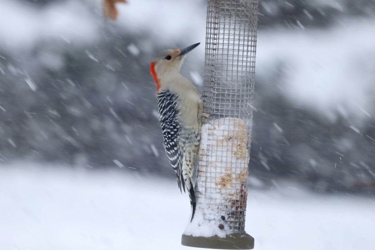 lundspett - ML646845443