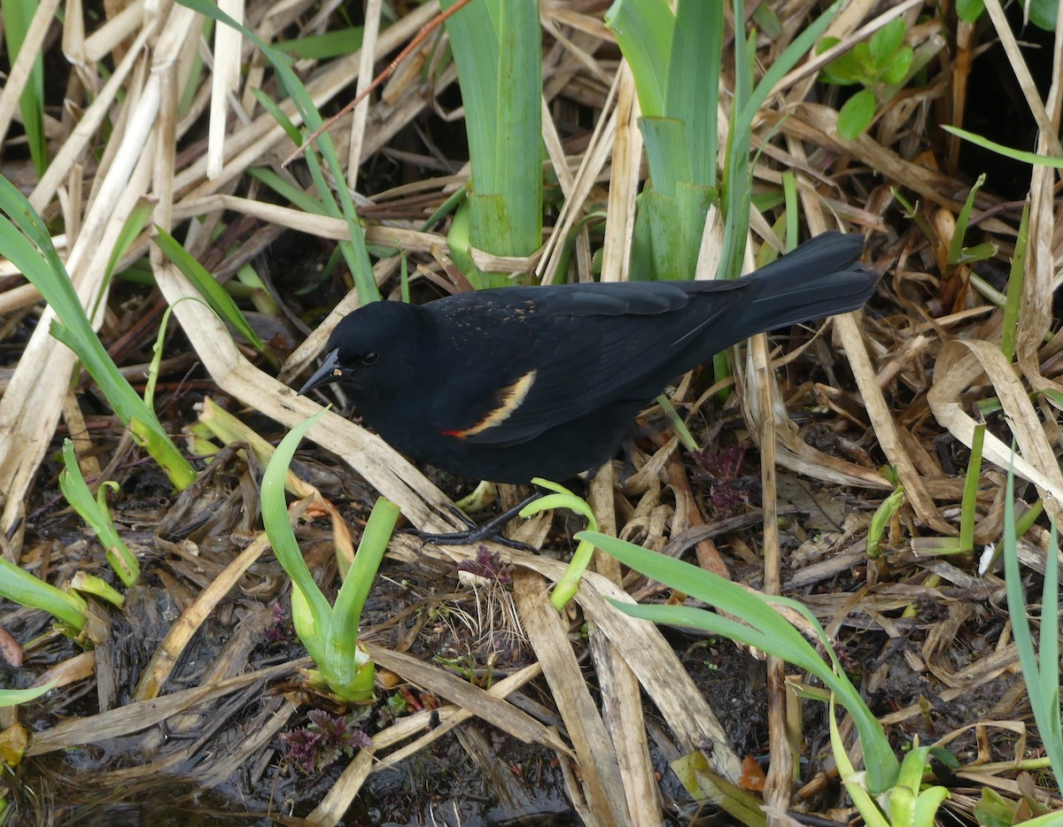 rødvingetrupial - ML646845444