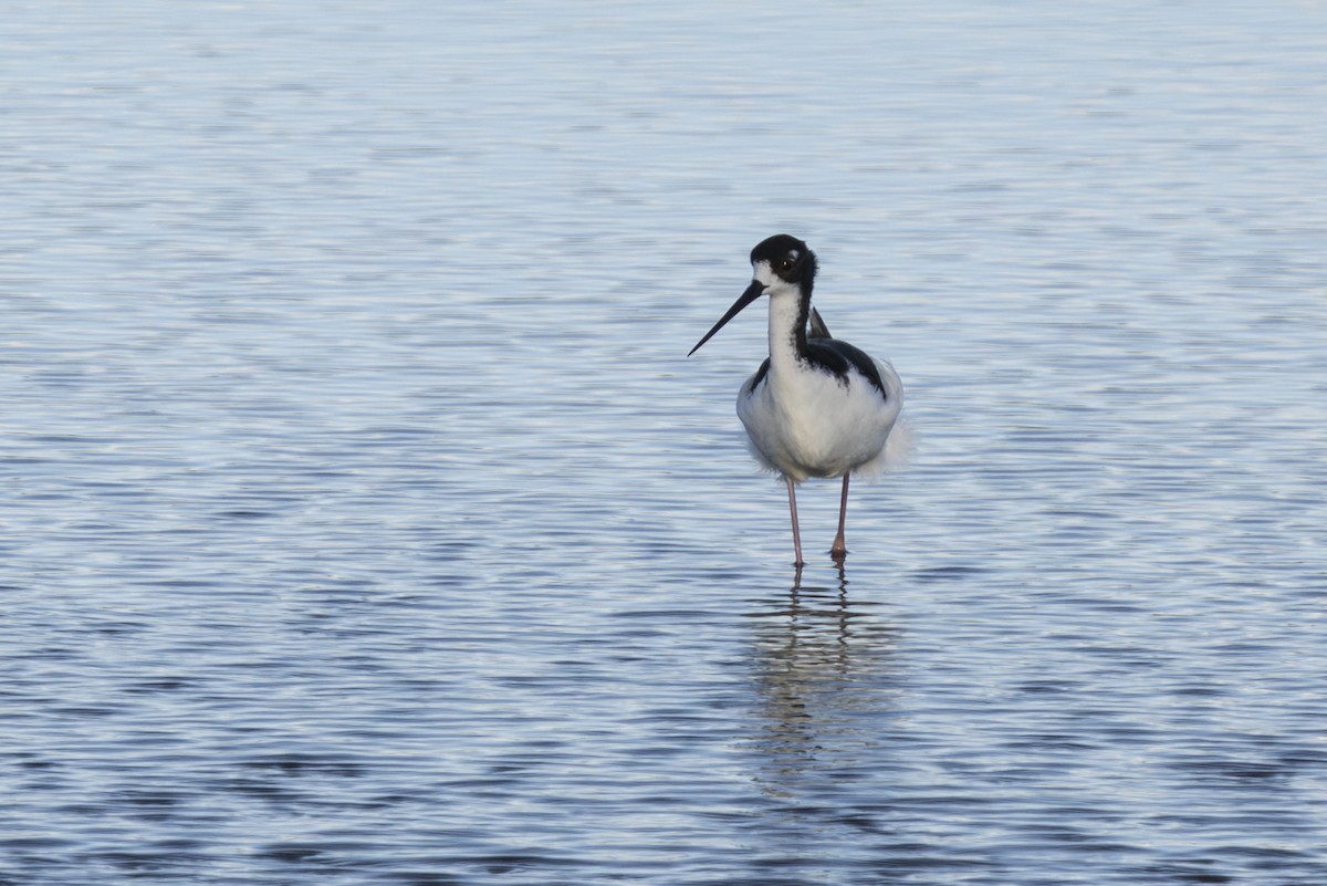 svartkronestylteløper - ML646845445