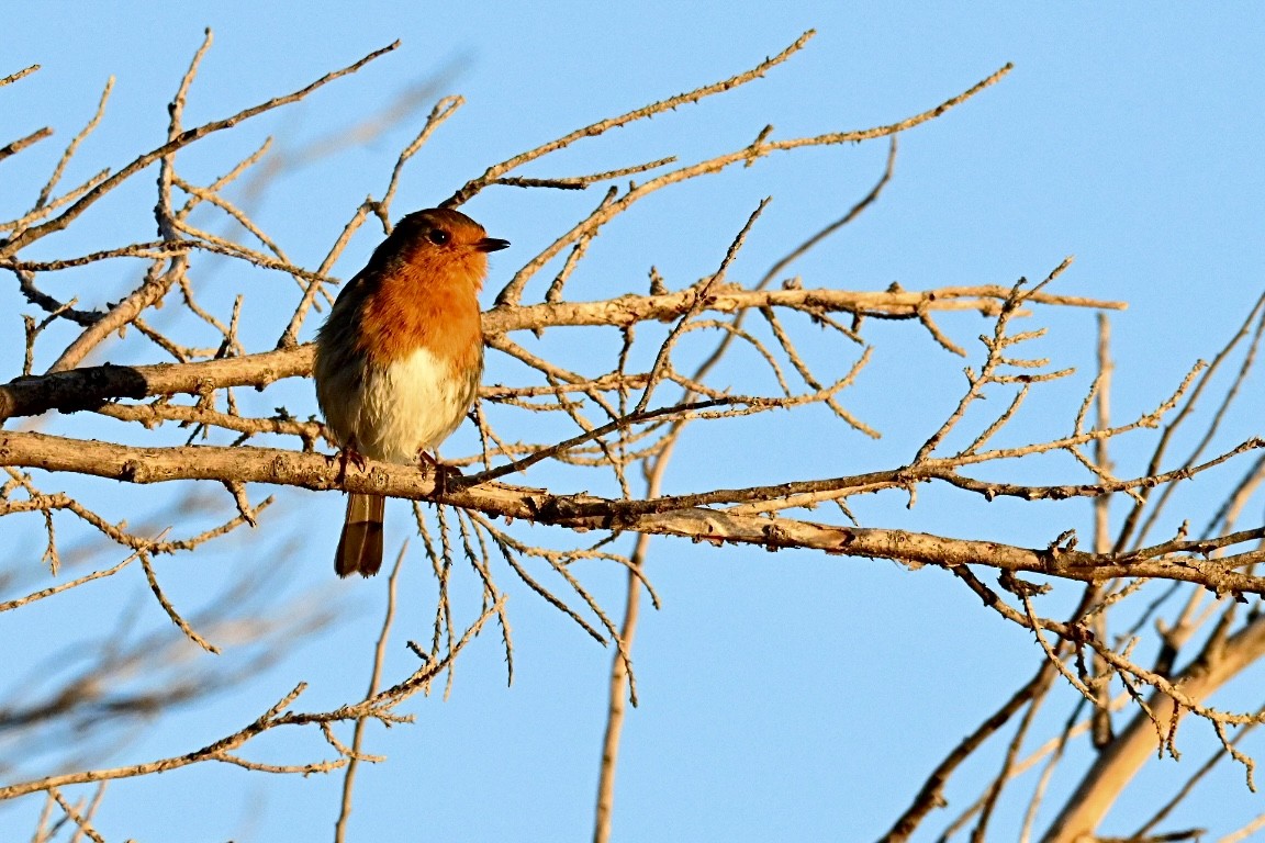 rødstrupe - ML646845446