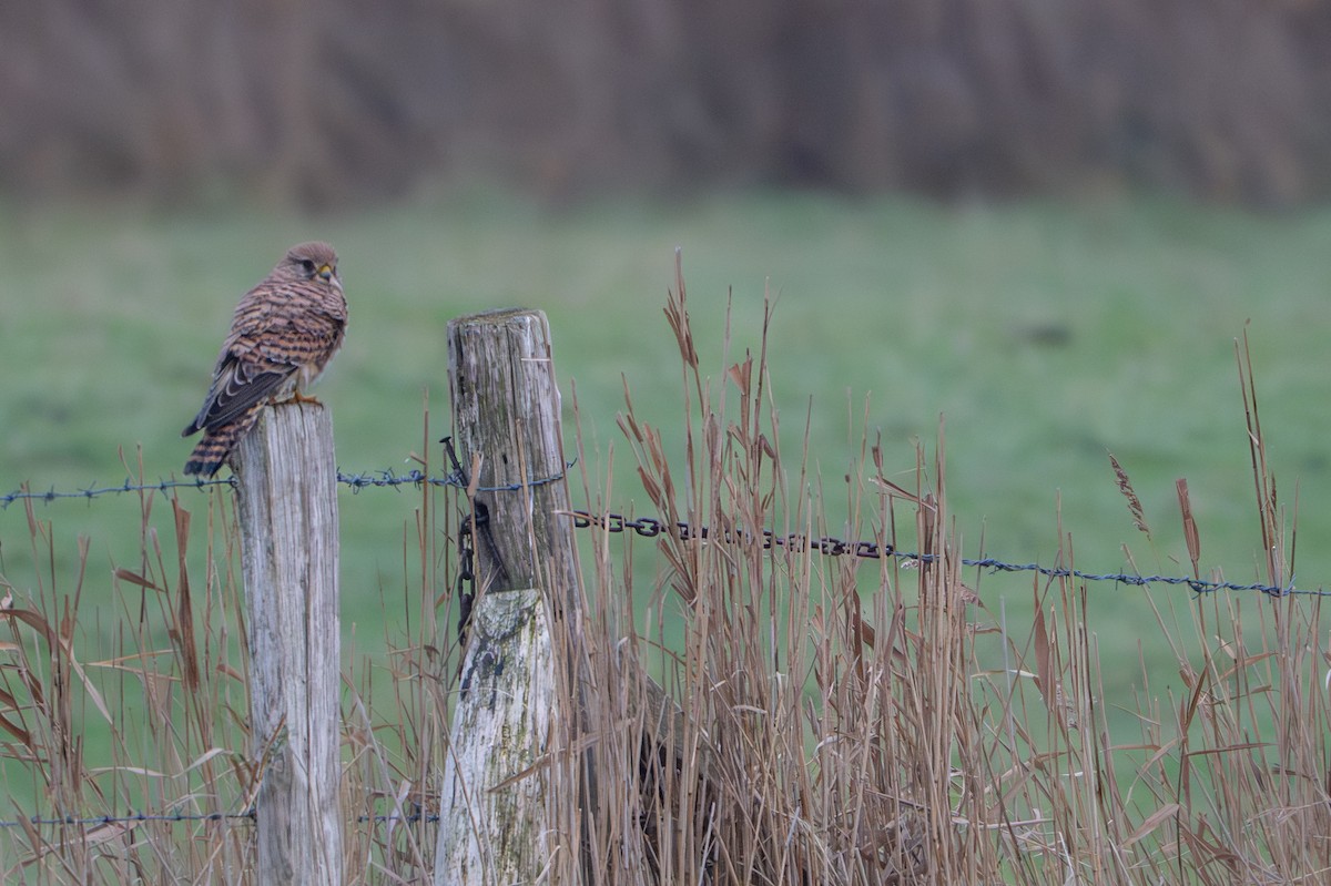 tårnfalk - ML646845447