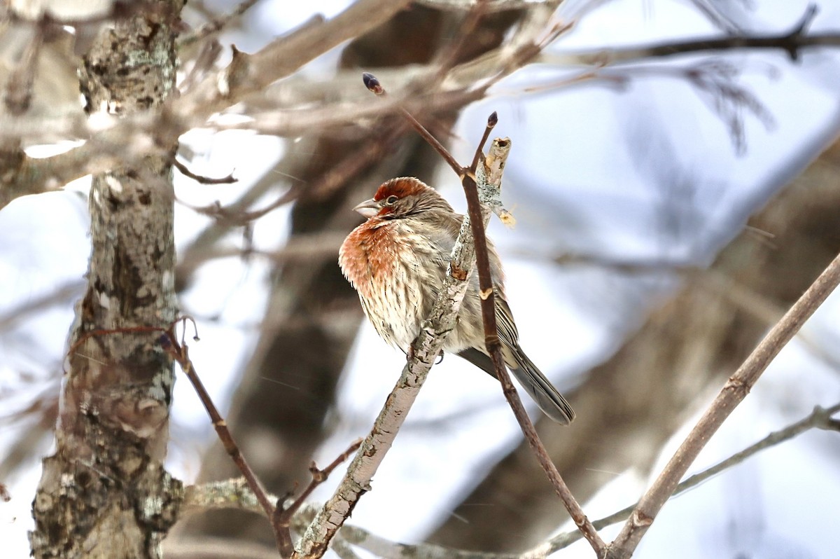 husrosenfink - ML646845449