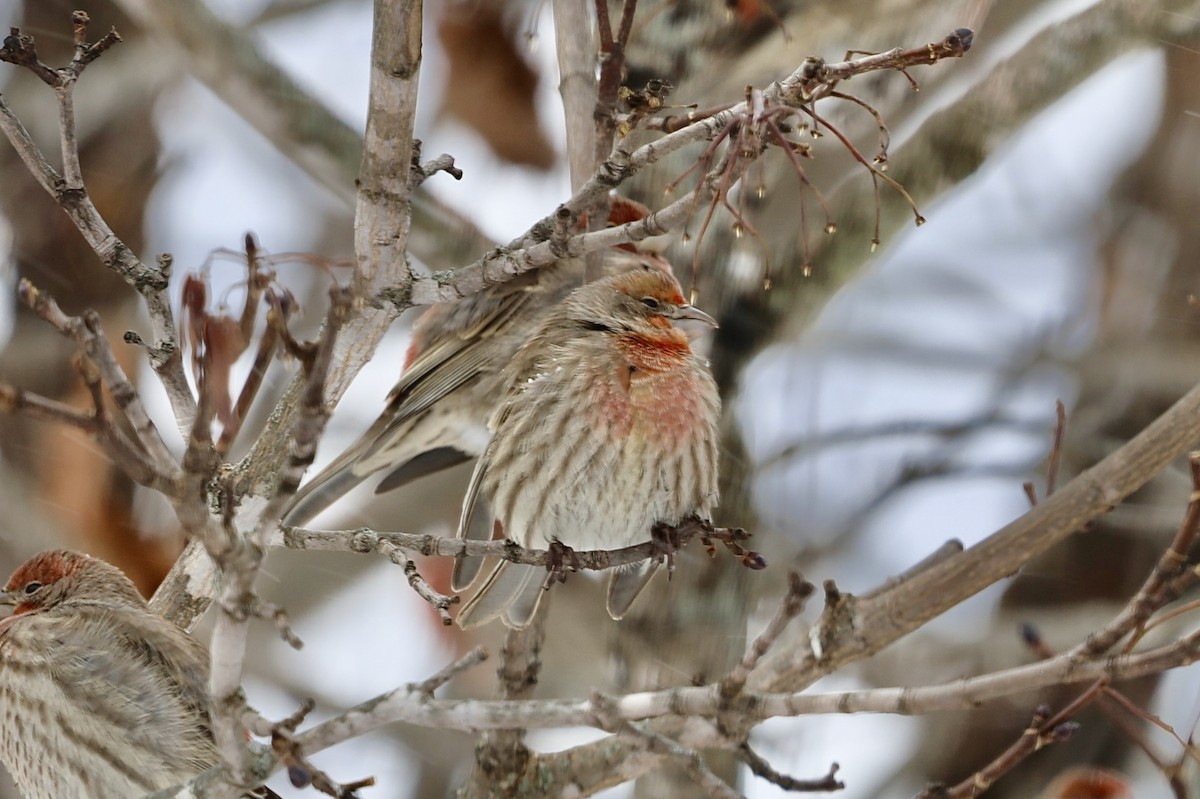 husrosenfink - ML646845450