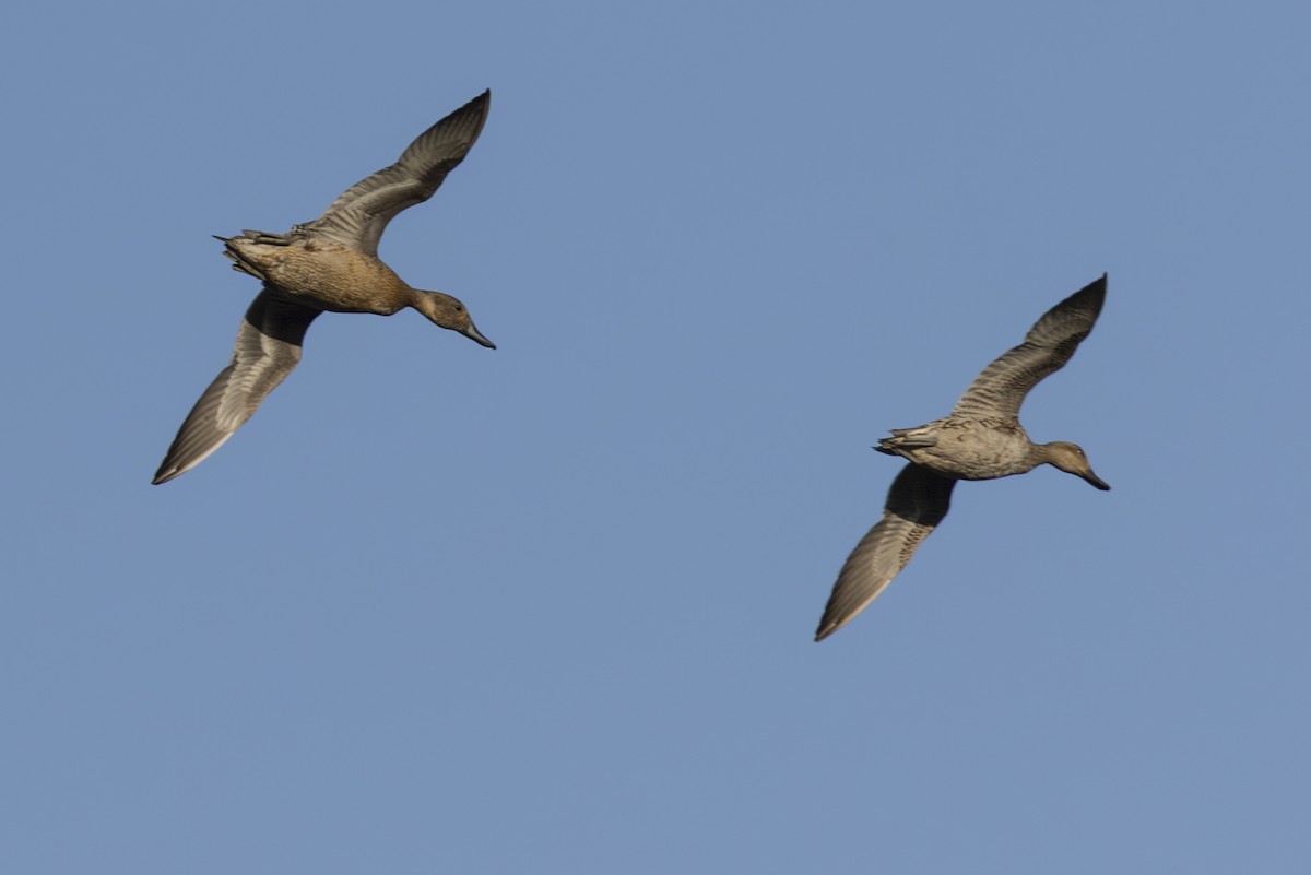 stjertand - ML646845451