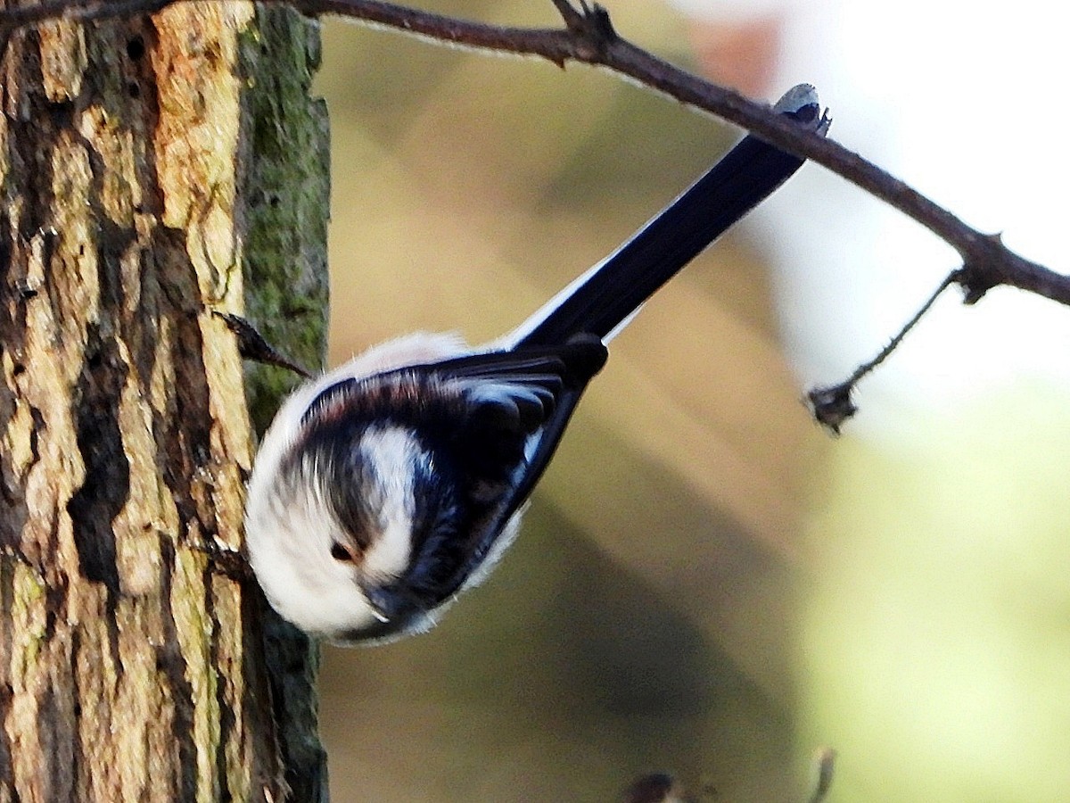 stjertmeis - ML646845452