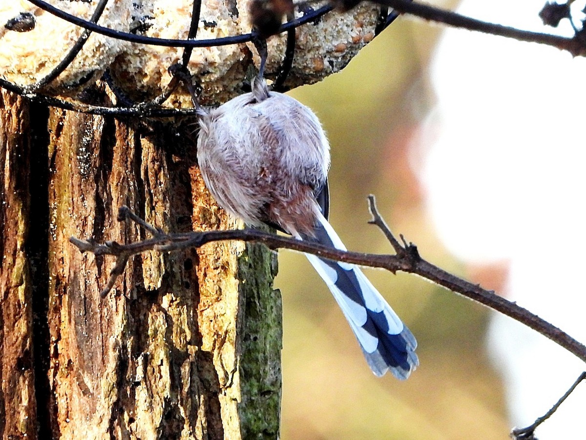 stjertmeis - ML646845453