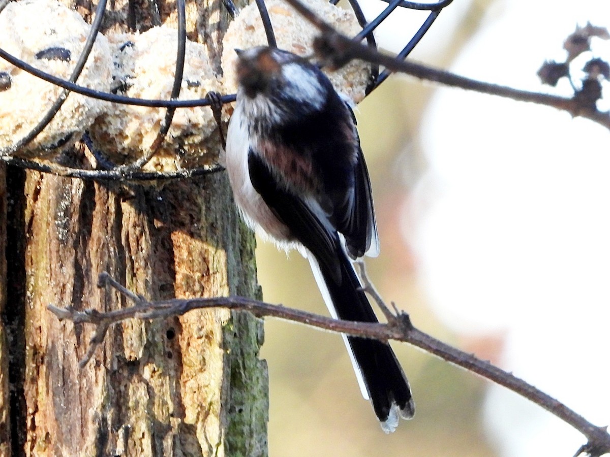 stjertmeis - ML646845455