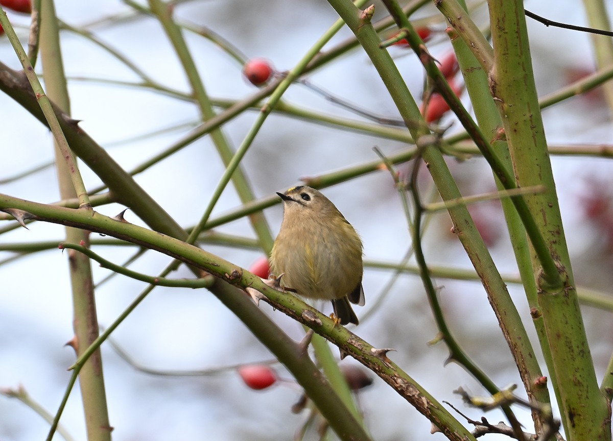 Goldcrest - ML646845461