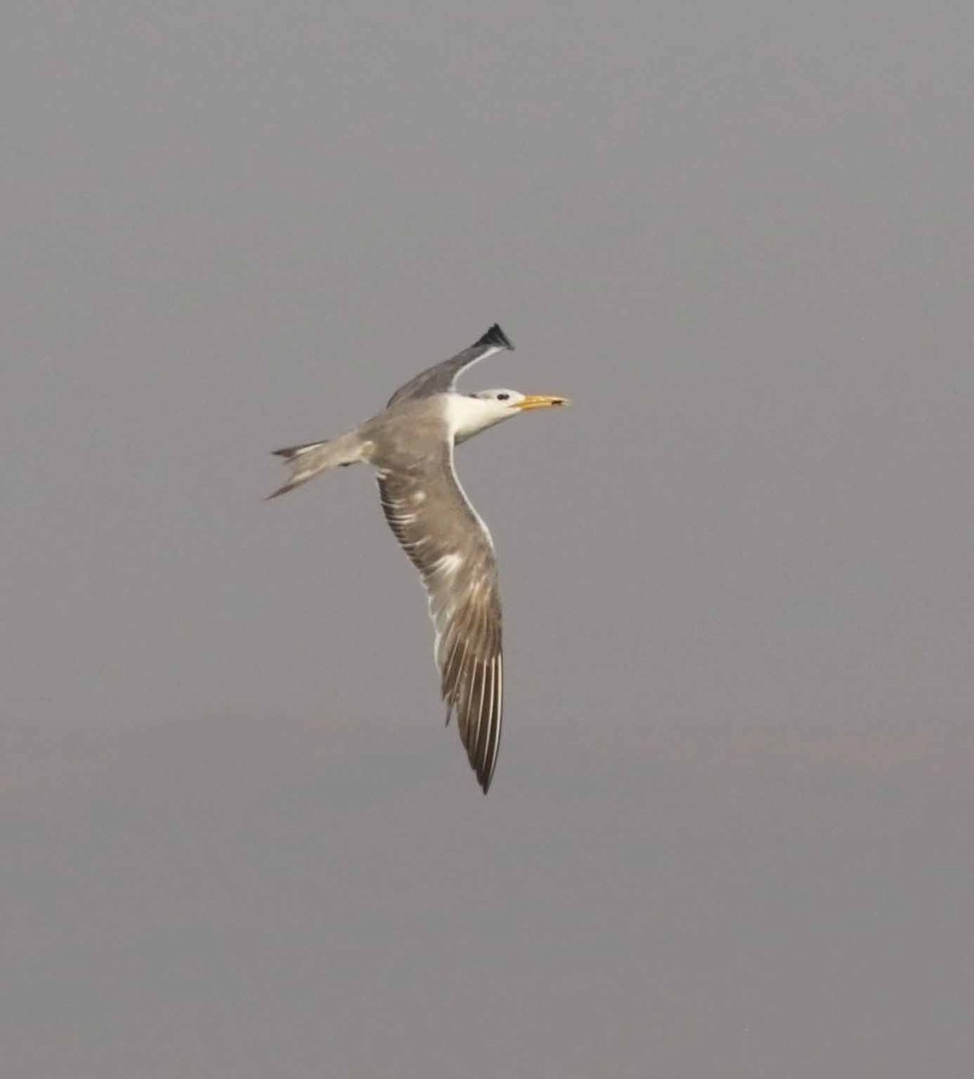 Tepeli Büyük Sumru - ML646845462