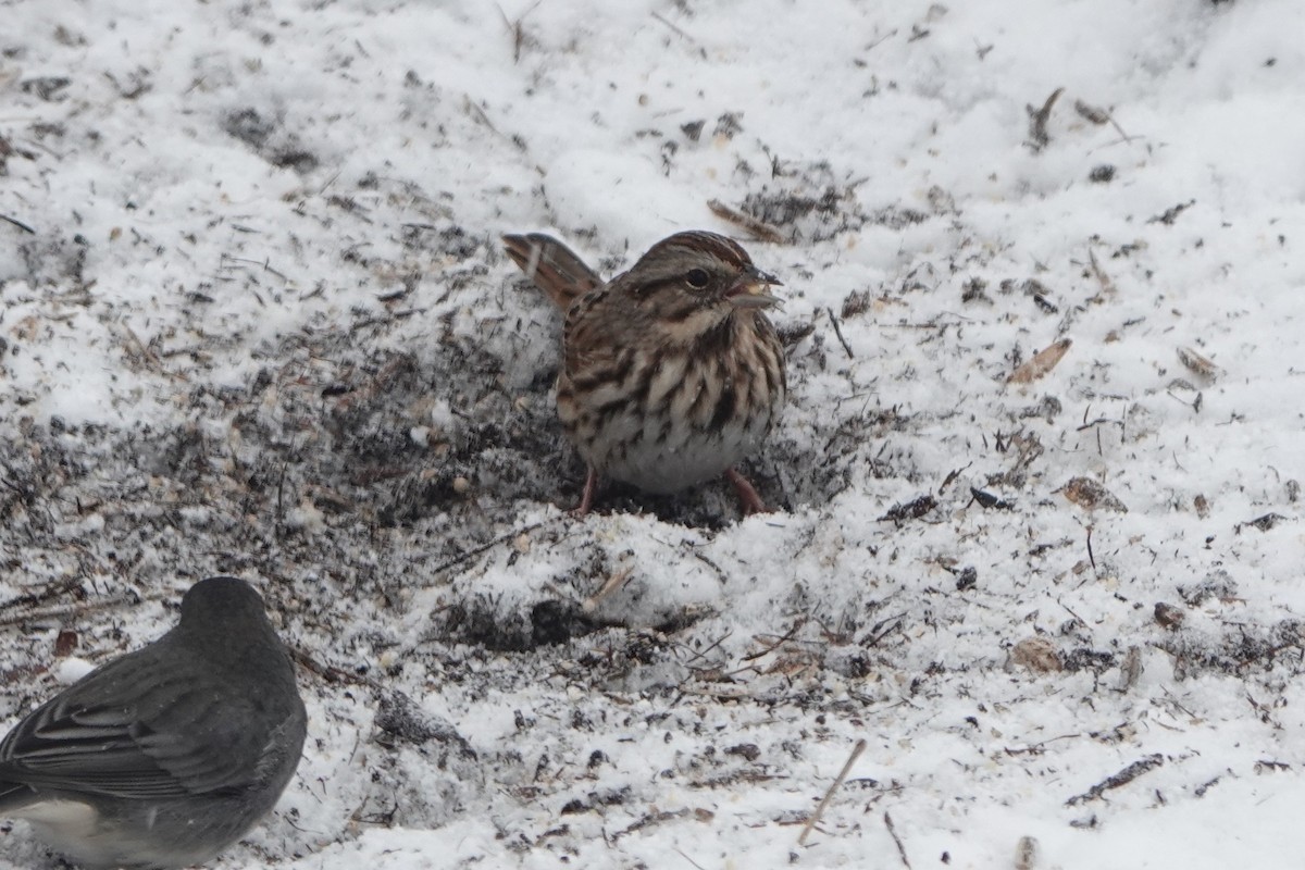 Song Sparrow - ML646845466