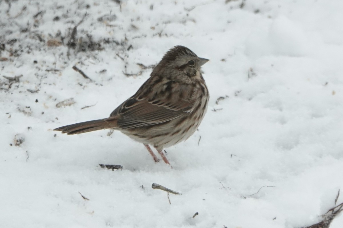 Song Sparrow - ML646845467