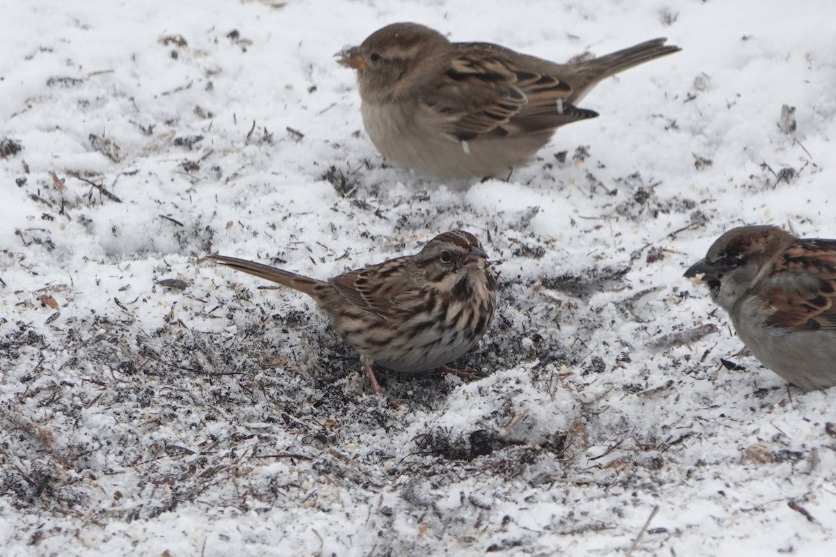 Song Sparrow - ML646845468