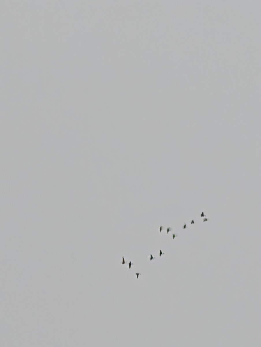 goose sp. - ML646845470